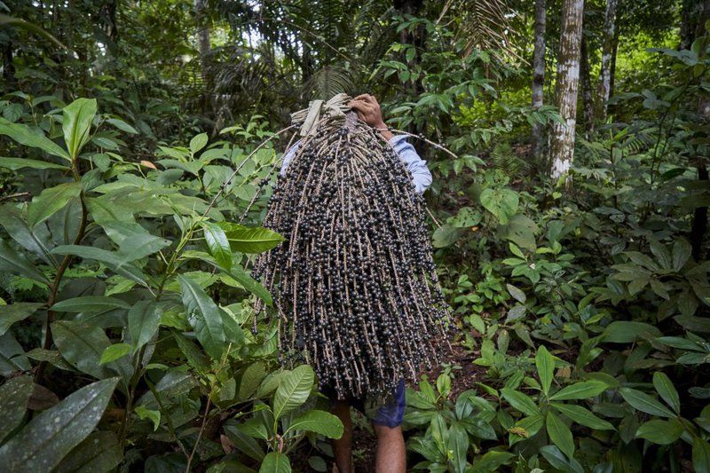 Bebeto, a member of the G.I.A., carries a cluster of açaí through the jungle. 