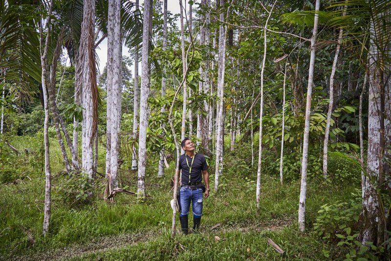 Gregorio stands in a field of macacauba trees in the Colombian rainforest, looking upward. He is wearing a black t-shirt, blue jeans, and rain boots.