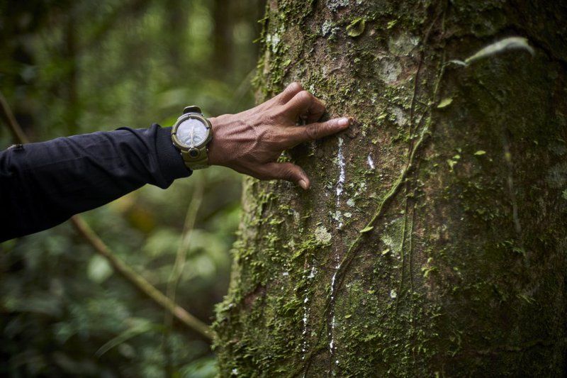 Close up of José Gregorio's arm as he points his finger at the trunk of a rubber tree, indicating the sap.
