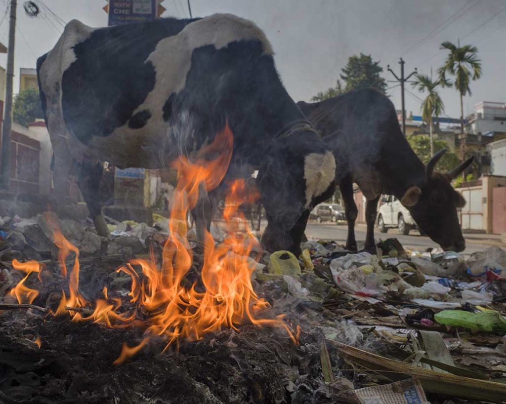 Livestock graze amid the smoldering trash. “I don’t think Patna is so badly polluted,” the environment minister for the state of Bihar said, “nor do I feel it.” Image by Larry C. Price. India, 2018.