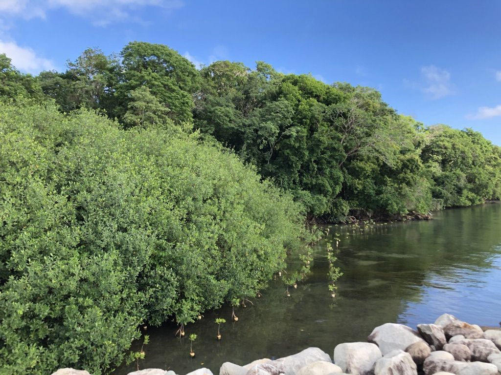 Mangroves being planted near the dock at Mahogany Bay. Mangroves play a crucial role in coral reef ecosystems by limiting erosion and providing habitats. Image by Jack Shangraw. Honduras, 2019.