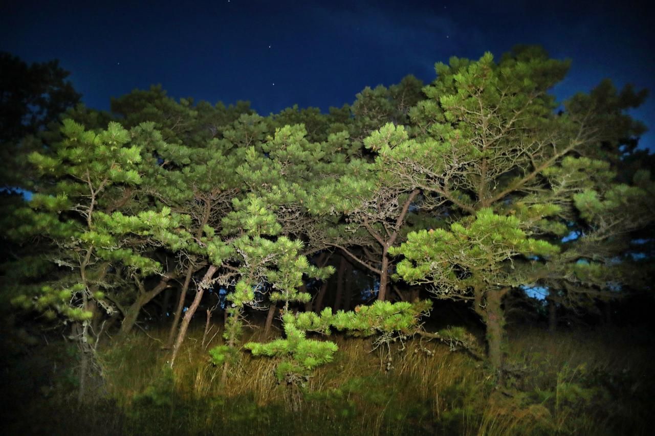 Pitch pines line the Great Island Trail. Image by John Tlumacki. United States, 2019.