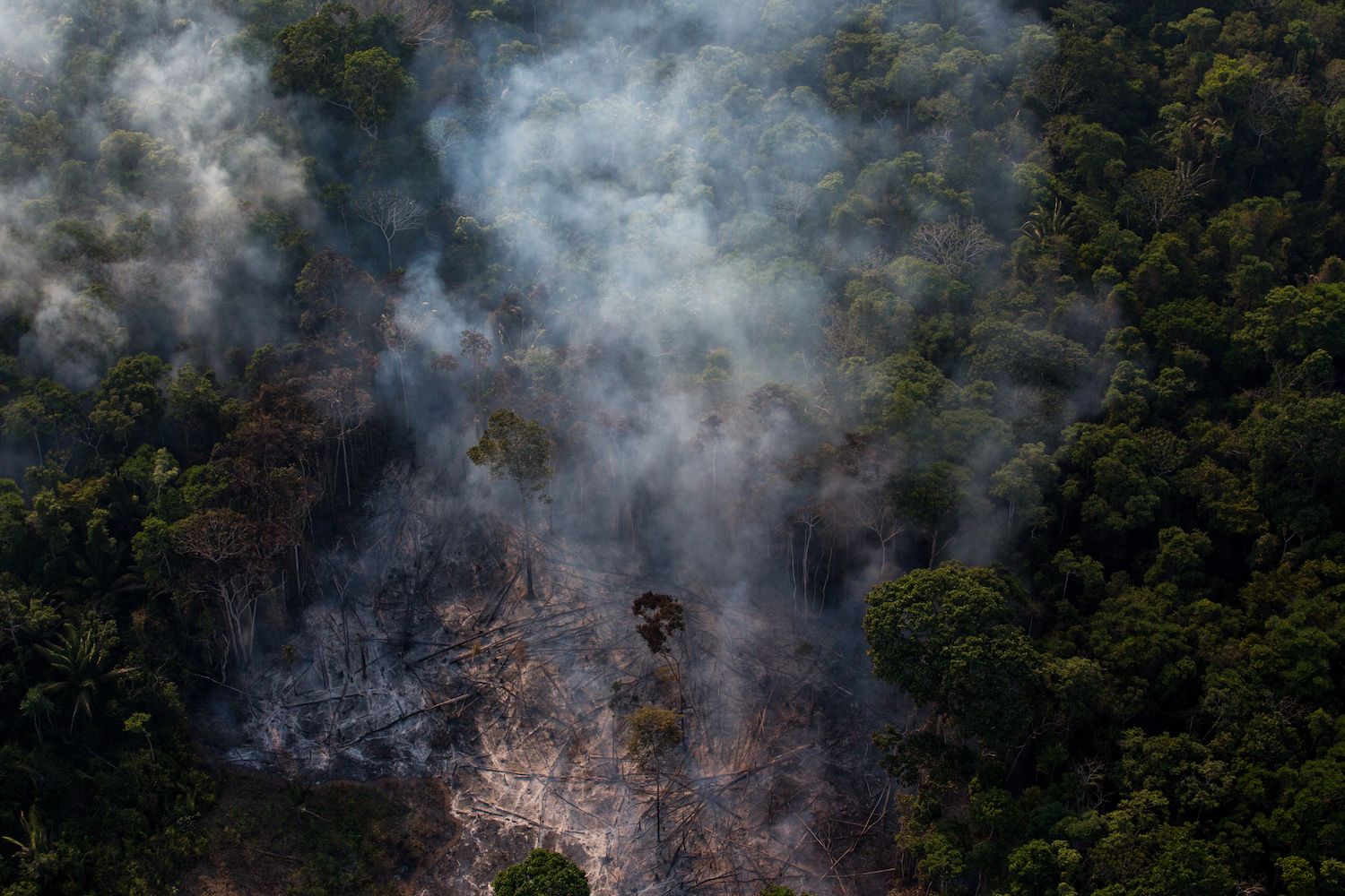 In the Amazon, uncontrolled forest fires advance around 200 to 300 meters (660 to 980 feet) a day, burning dry leaves and fallen timber up to 30 centimeters (1 foot) deep. Image by Flavio Forner. Brazil, undated.