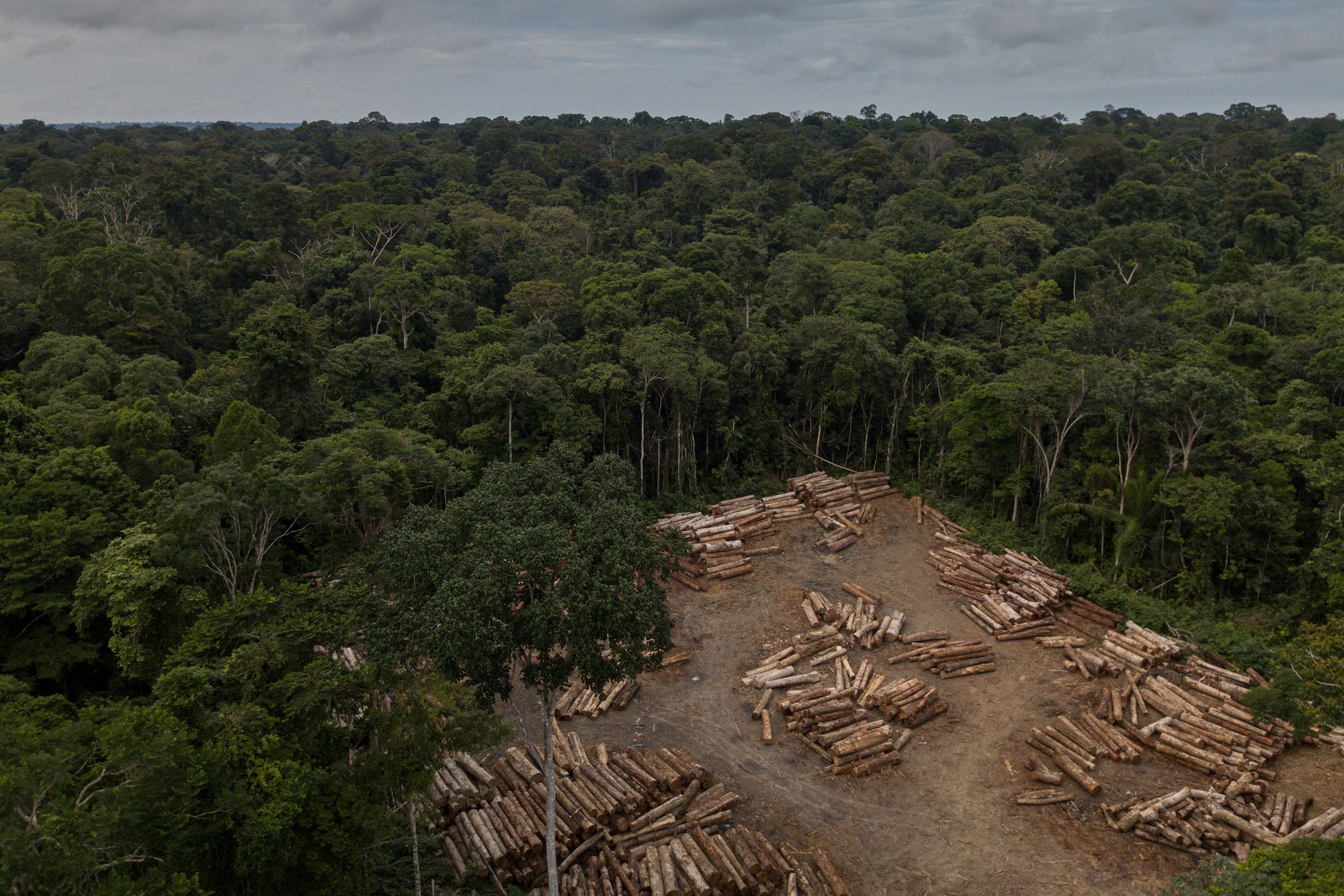 Timber from illegal logging is seized by inspectors from IBAMA, the national environmental protection agency, and stored in a yard in the lower Tapajós River region. Image by Flavio Forner. Brazil, undated.