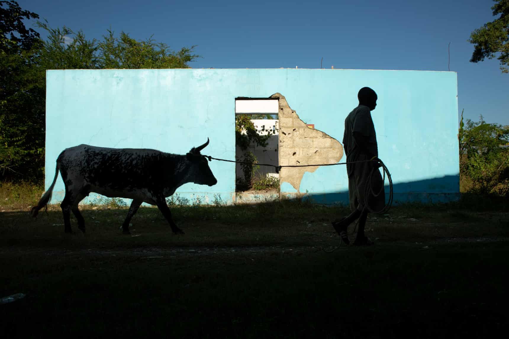 Reynald Louis Charles leads one of his cattle past a toilet by the Meille River at the abandoned UN base near Mirebalais, the centre of the 2010 cholera epidemic. Image by Allison Shelley. Haiti, undated.