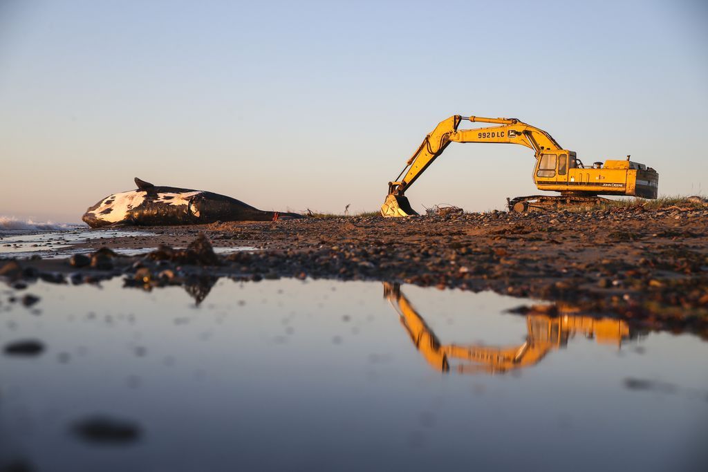 An excavator was used in the necropsy performed on the 9-year-old male right whale that was towed to rest on a beach on Miscou Island. Image by Nathan Klima. Canada, 2019.