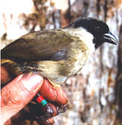 The poouli was last seen in the wild in 2004, the same year the last captive one died. Image courtesy of Division of Forestry and Wildlife. United States, undated.