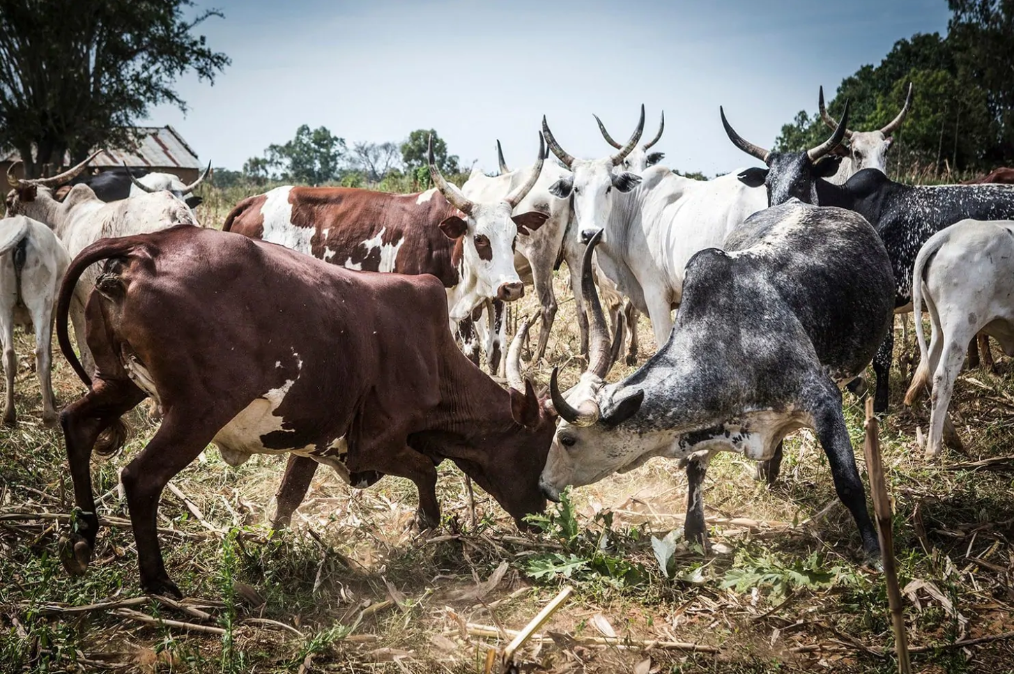 Cattle clash outside Makoli Vilage in Barkin Ladi on Oct. 23. Image by Jane Hahn. Nigeria, 2018.