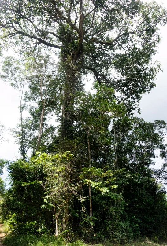 This Brazil nut tree near the banks of the Uatamã River rises high above the canopy in the Amazon rainforest. Image by Umair Irfan. Brazil, 2019.