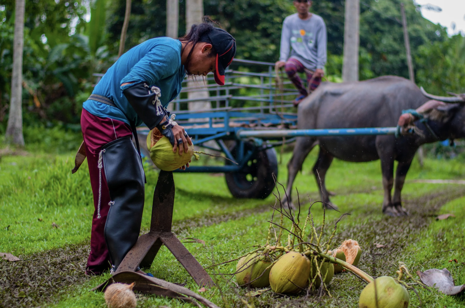 Workers gathering organic, fair-trade coconuts at Anabelle Tan Reynoso's farm in Saraiya, Philippines. Image by Jervis Gonzales. Philippines, undated.