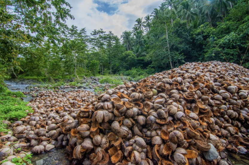 Piles of coconut husks and shells along the rivers near General Nakar, Philippines. Image by Jervis Gonzales. Philippines, undated.