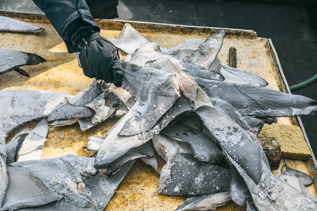 Shark fins—a luxury item in high demand for soup in China—found on an illegal boat. The ship’s 12 Tanzanian workers were sharing one small room with two beds. Image by Jax Oliver/Sea Shepherd. Tanzania, 2018.
