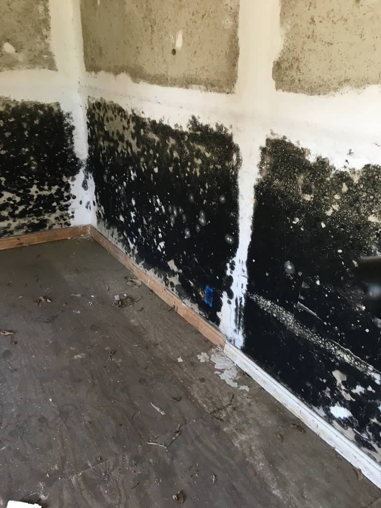 Moldy black fungus covers the inside of a vacant house in Sellers, SC. The man who lived there tried to get rid of the mold, but finally gave up and abandoned the home. Image by Sammy Fretwell/The State. United States, undated.