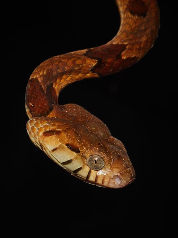 Little is known about the venom of the boiga except that it is highly toxic to its non-mammalian prey. Image by Hugh Kinsella Cunningham. Congo, 2019.