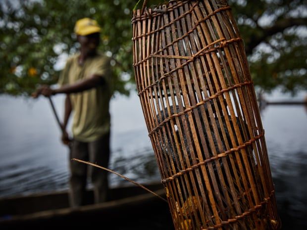 A cobra inside a fishing trap on the river Rukie. Image by Hugh Kinsella Cunningham. Congo, 2019.