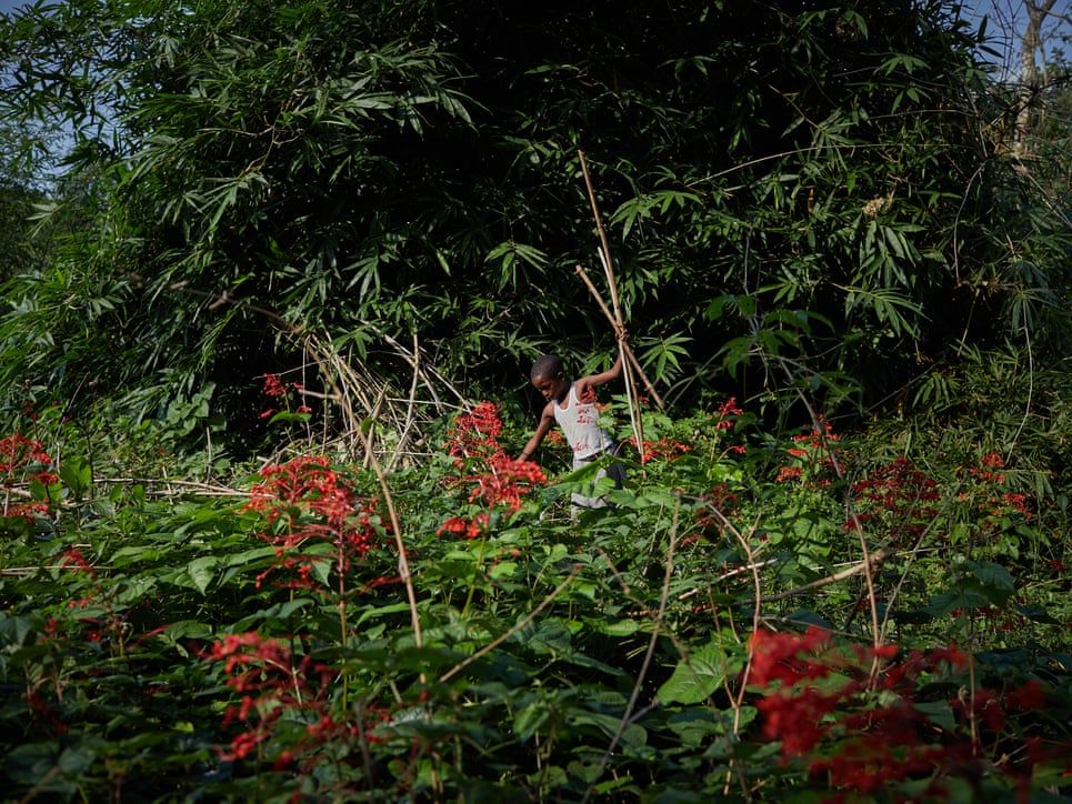 Jose Lisisa, 10, clears foliage and wood around his village on the outskirts of Mbandaka. Working amid undergrowth results in large amounts of snakebites as well-camouflaged vipers and cobras can be disturbed. Image by Hugh Kinsella Cunningham. Congo, 2019.