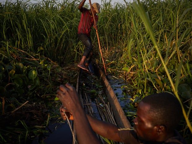 Alphonsi Ndoma (in red T-shirt) and Guylain Mudjombe check their nets and fish in marshes on the Congo river near Kinshasa. Alphonsi clears bushes to take their pirogue further into the marsh. Fishing activities on swampy shorelines carry a high risk of coming into contact with venomous snakes. Image by Hugh Kinsella Cunningham. Congo, 2019.
