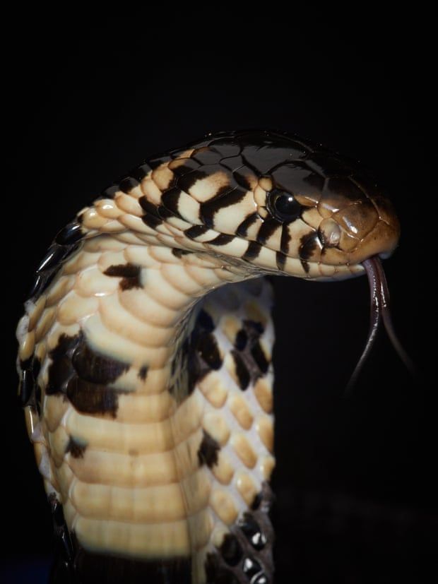 The forest cobra produces a neurotoxic venom that causes shock, fever, dizziness, pain, paralysis and respiratory issues. Cobras become highly aggressive when they feel threatened and are a major snakebite risk. Image by Hugh Kinsella Cunningham. Congo, 2019.