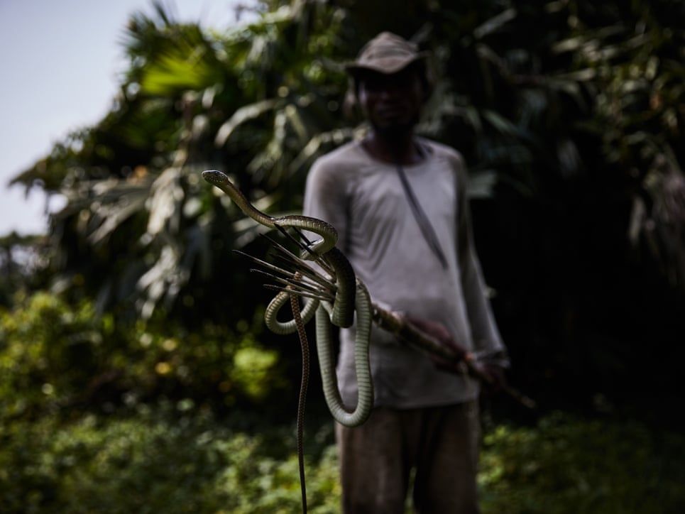 Patrick Atelo displays a live mamba on his fishing spear on the river Ruki after it had been spotted too close for comfort to the village. Image by Hugh Kinsella Cunningham. Congo, 2019.