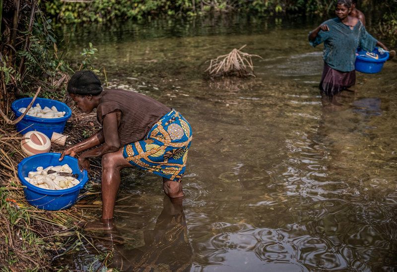 Cassava is safe to eat after the roots have been soaked in water for about a week. The water degrades the cyanide found in the plant. Here, women soak cassava in the river. Image by Neil Brandvold. DRC, 2017.