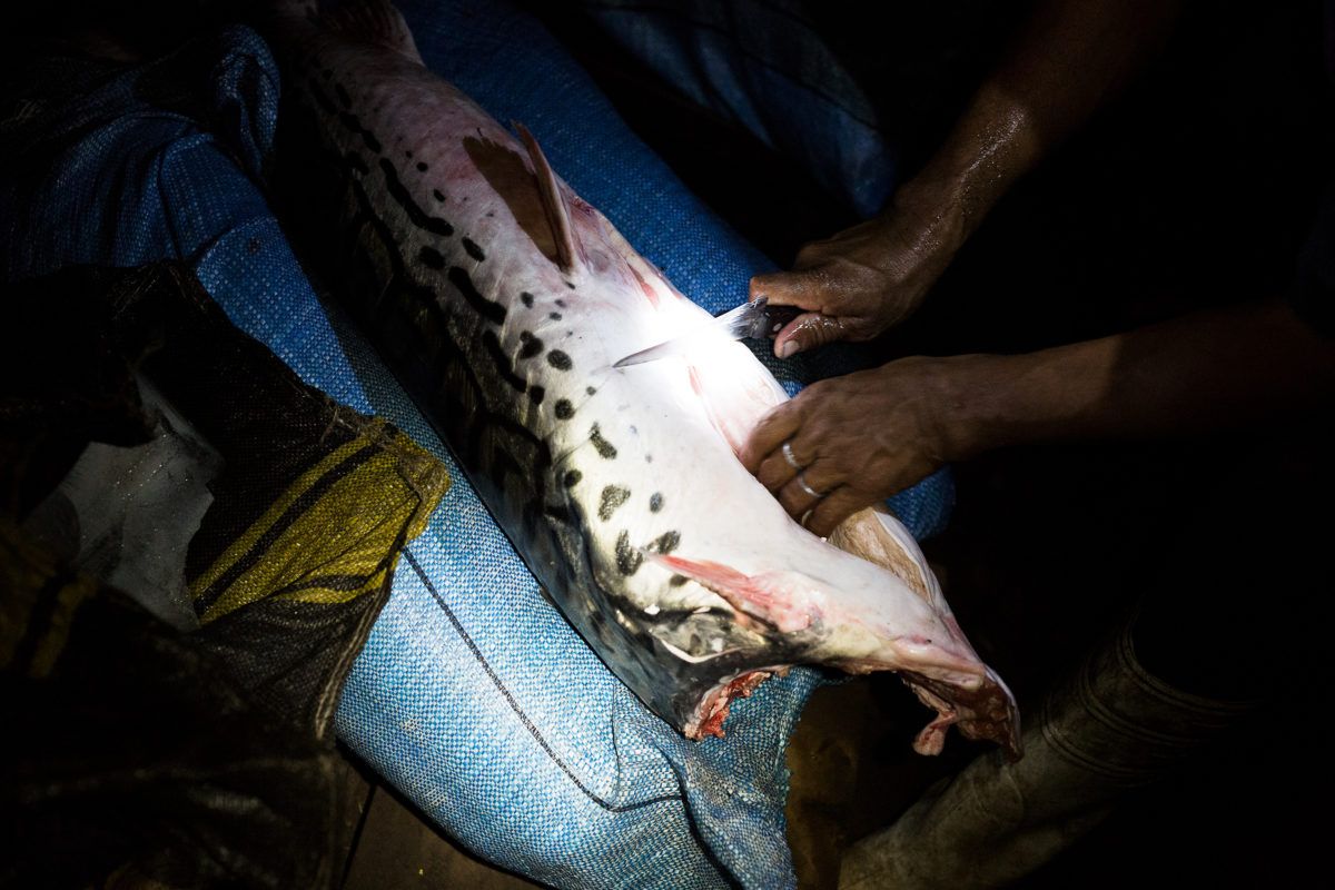The surubí, a species of catfish native to the Bolivian Amazon and an important source of protein for rural communities there, has grown scarce in the years since the paiche first arrived in the region. Image by Felipe Luna. Bolivia, 2018.