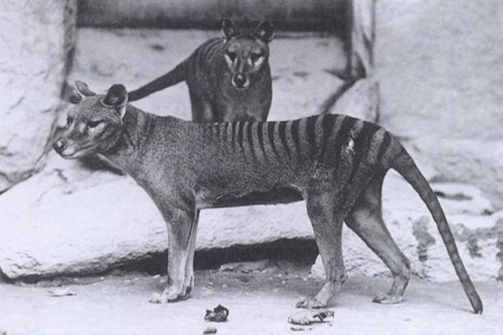 Thylacines in Washington D.C., 1902. Image by E.J. Keller, from the Smithsonian Institution archives. United States, 1902. (CC BY 2.0).