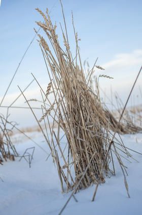 Because of an abnormally wet and snowy fall, Doyle Lentz was not able to harvest parts of his wheat crop. By January, the crop had blown over, and could not be salvaged. Image by Christopher Walljasper / For Harvest Public Media. United States, 2020.