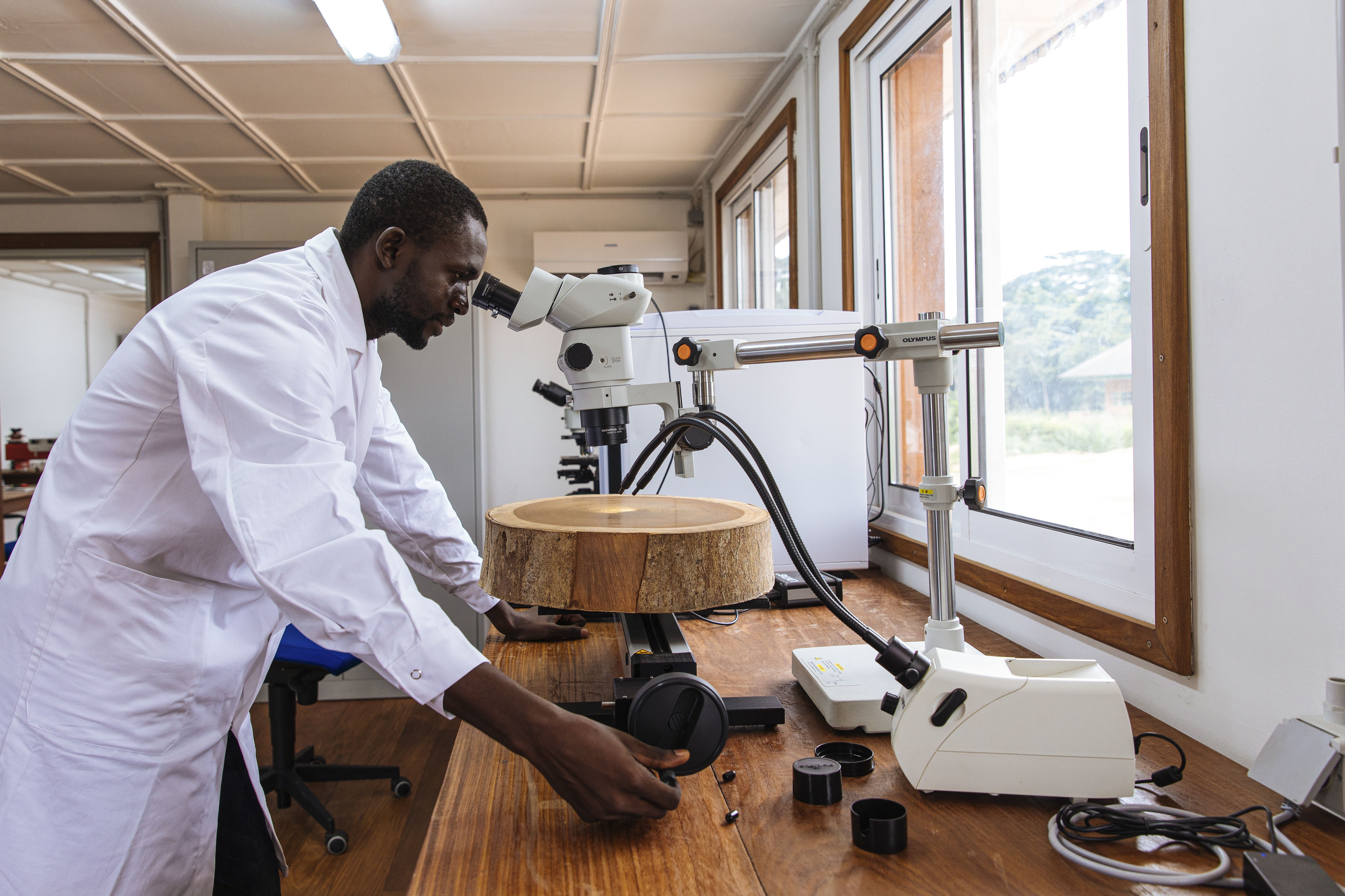 Kafuti studies an Afrormosia trunk sample with a microscope. Image by Sarah Waiswa. Democratic Republic of Congo, 2019.