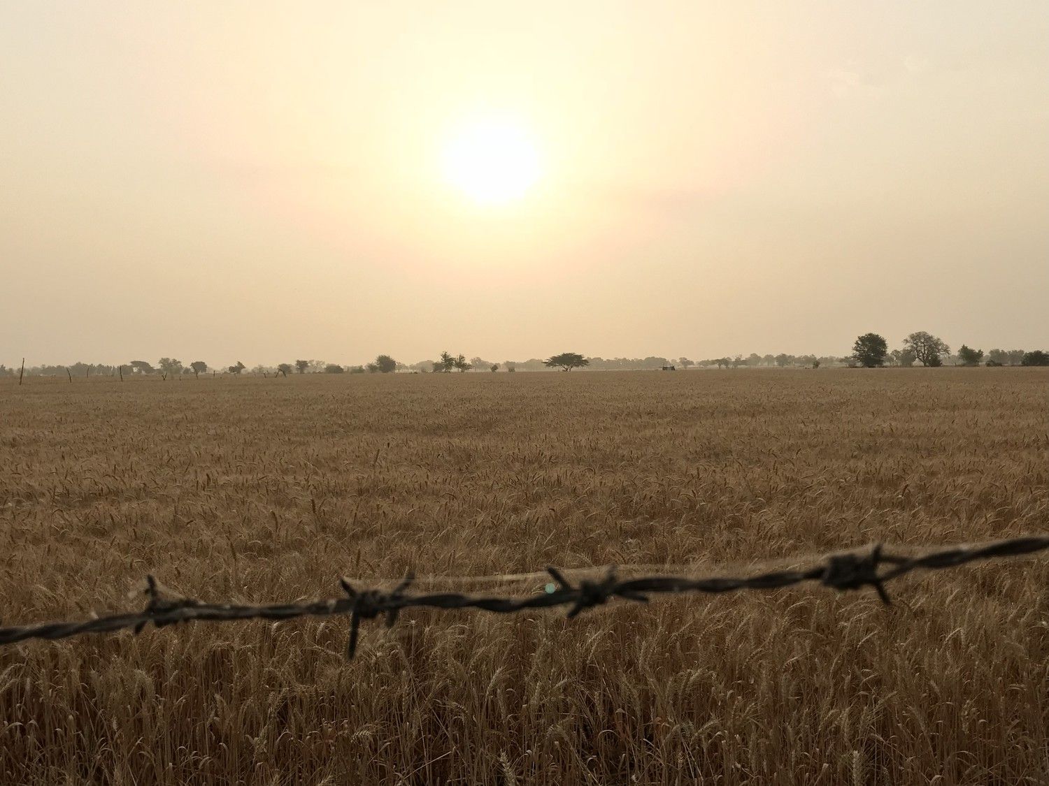 Hard-won crop: a wheat field along the trail near Abohar. Image by Miciah Thacker. India, 2018. 