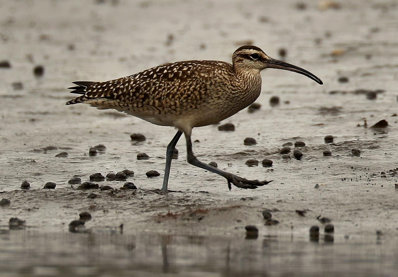 A whimbrel and fiddler crabs in the muck in the Wellfleet salt marsh. Image by John Tlumacki. United States, 2019.
