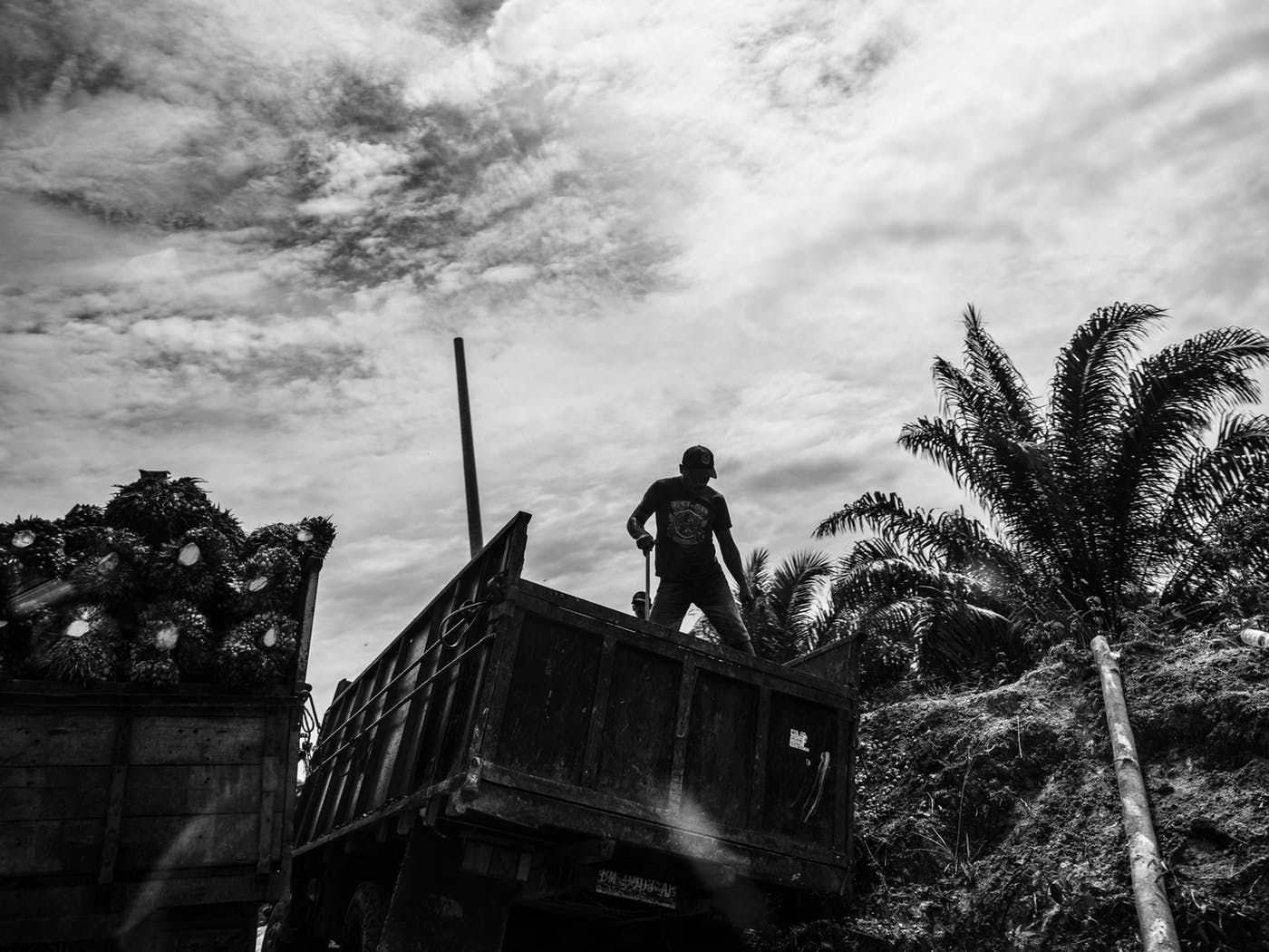 Workers transfer palm fruit from one truck to another. Image by Xyza Cruz Bacani. Indonesia, 2018.