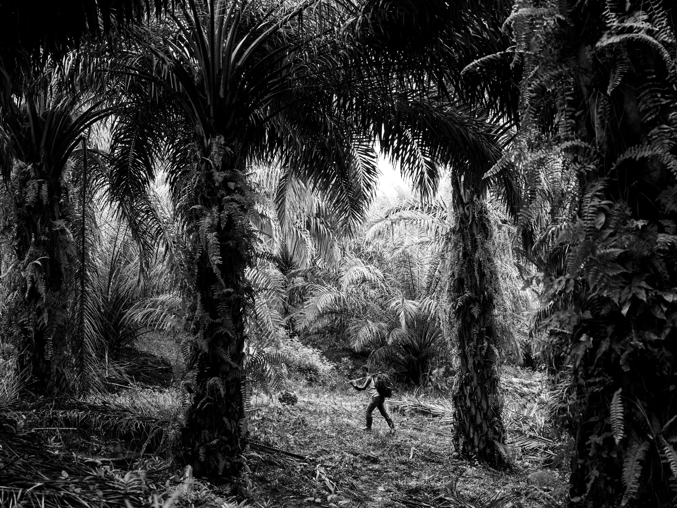 Palm oil is a billion-dollar industry that significantly contributes to the economy of Indonesia, which is a major global supplier and has plantations that stretch for millions of hectares. In this picture, farmer Puryito carries a palm fruit on a plantation in Kandis. Puryito’s whole family works on the plantations. Image by Xyza Cruz Bacani. Indonesia, 2018.