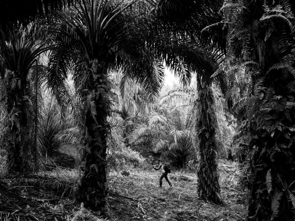 Puryito carries a palm fruit on a plantation in Kandis, Riau, Indonesia. Puryito is the brother of Sunil and their whole family works in plantations. June 27, 2018. Image by Xyza Cruz Bacani. Indonesia, 2018.