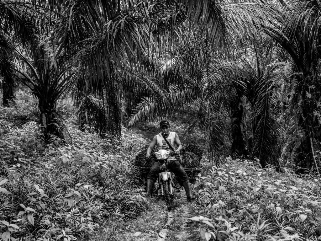 Sunil uses a motorbike to carry the palm fruits he harvested. He said that sometimes, the palm fruits can weigh up to 50 kg or 110 pounds. Image by Xyza Cruz Bacani. Indonesia, 2018.