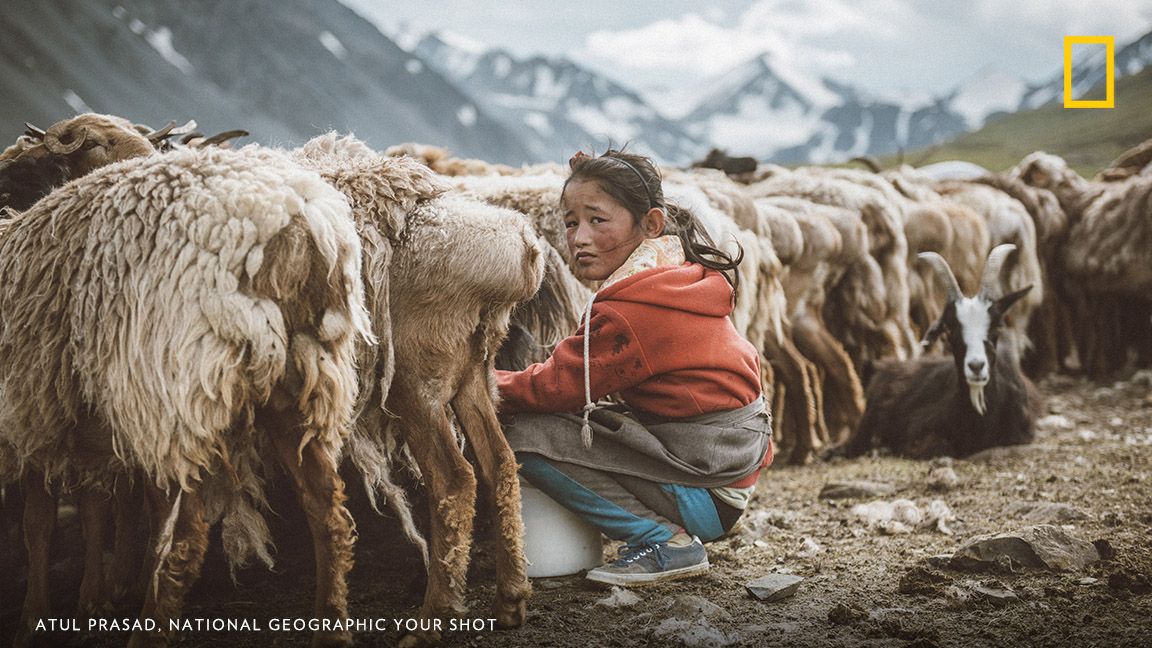 This young Kazakh girl in Western Mongolia was helping her mom milk the goats. Image by Atul Prasad, National Geographic Your Shot.