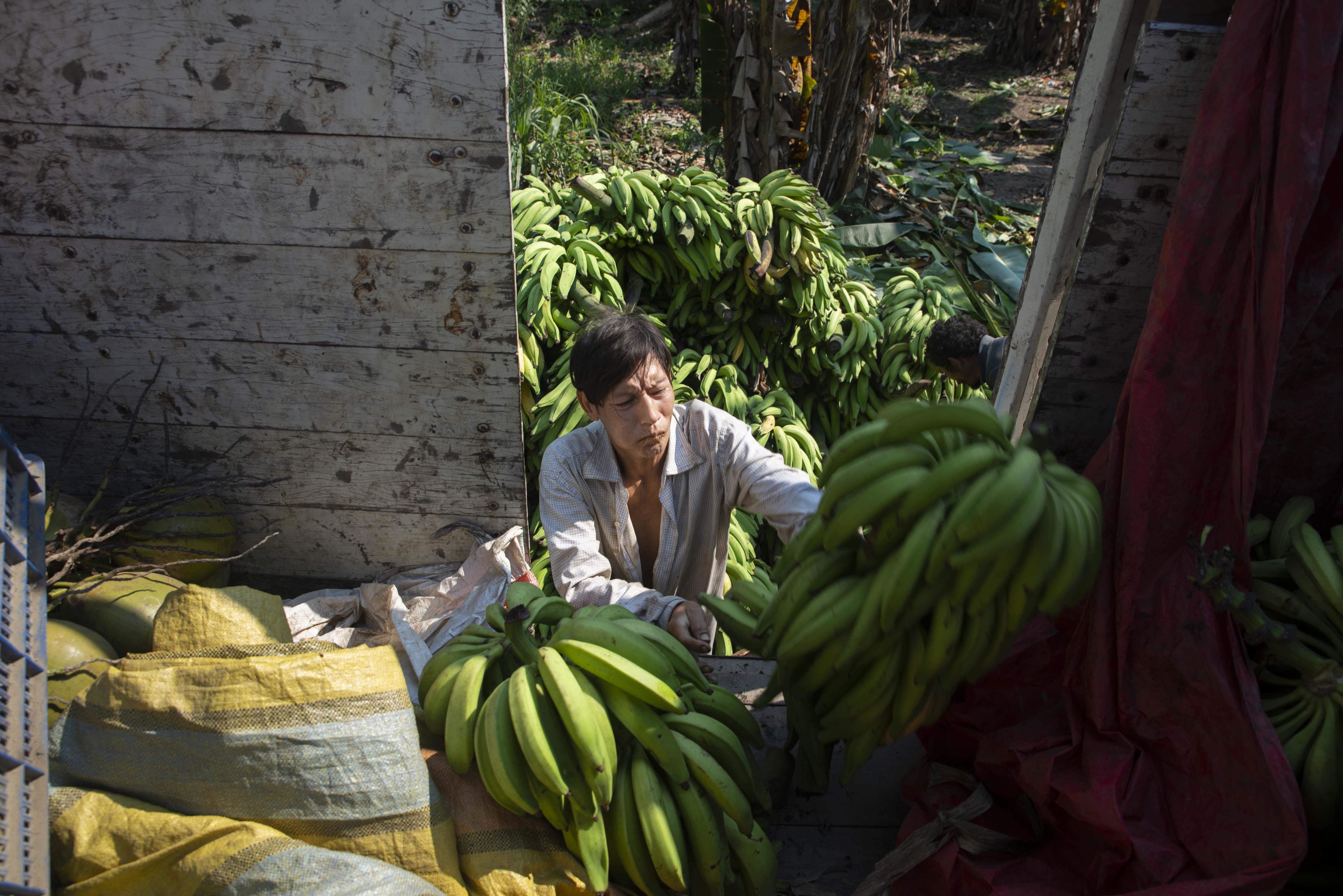 A Yuqui villager helps to load a shipment of harvested bananas to be able to sell them in Cochabamba. Since the arrival of the Covid-19 pandemic, their market has been reduced to a single buyer who enters Bia Recuate once a month. Photo by Sara Aliaga. Bolivia, 2020.