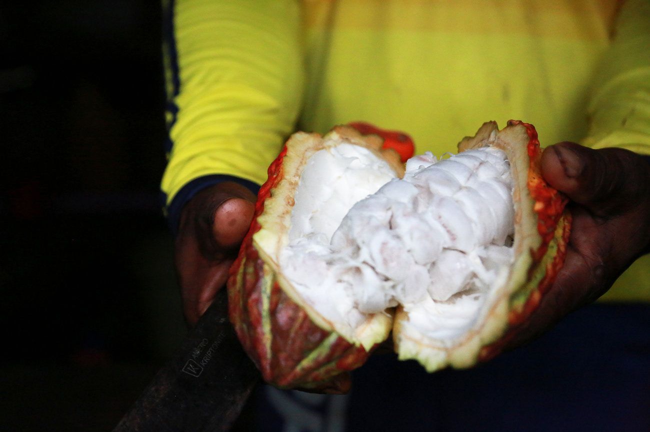 Fidel Palacios holds a cacao fruit sliced open to show the sweet, white pulp inside. Cacao farmers like him remove the seeds from the pulp to ferment and dry them. Later they get used for chocolate products made by Bogotá-based Late Chocó, owned by Fidel's brother, Joel Palacios. Image by Verónica Zaragovia. Colombia, 2018.