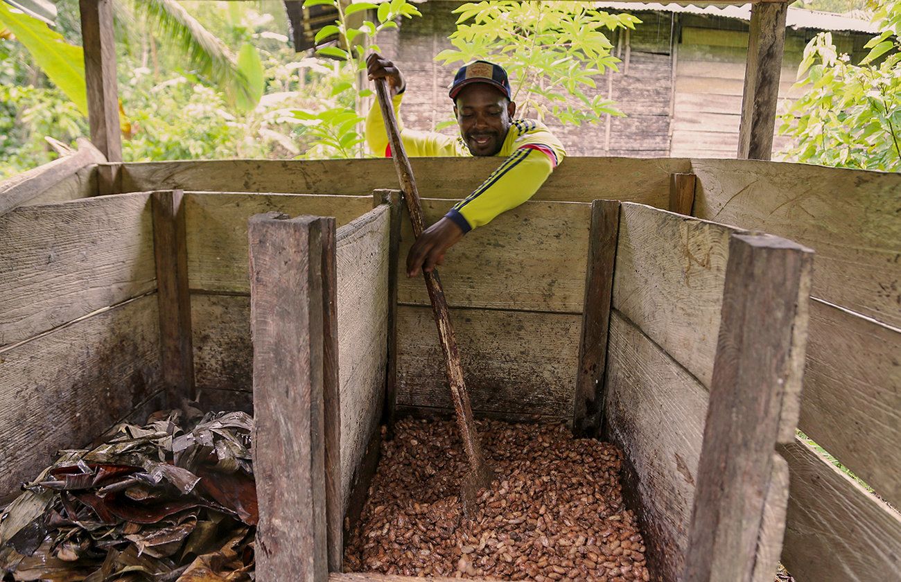 Fidel Palacios shows how cacao beans need to be mixed during the fermentation process. Image by Verónica Zaragovia. Colombia, 2018.