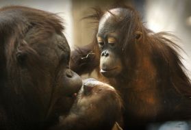 Mahal, an orangutan, is pictured in March 2010 with his surrogate mother, MJ, at the Milwaukee County Zoo. The young orangutan, 3 years old in the photo, was transferred to Milwaukee from a zoo in Colorado after his birth mother rejected him. Image by Mark Hoffman. United States, 2012.