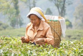 Traditionally, women of Nepalese origin do tea plucking in Darjeeling district. Image by Esha Chhabra. India, 2017.