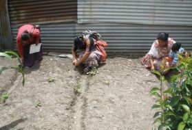 Women of Chuicavioc tend to a small vegetable garden. Image by Roger Thurow. Guatemala, 2013.