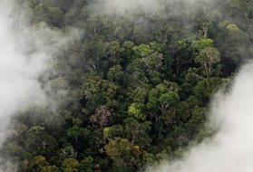 Amazon rainforest as seen from above. Image by Vox. Brazil, 2019. 
