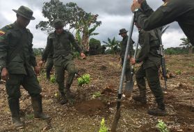 A police force eradicates replanted coca plants in southwestern Colombia in November. Image by Mariana Palau. Colombia, 2017.