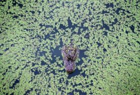 CHINA. A Chinese Alligator (Alligator sinensis) in the Anhui Research Center of Chinese Alligator Reproduction. 2010